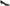 Jimmy Choo Chic Patent Mesh Pointed Pumps Jimmy Choo
