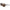 Nike Brown Injected Sunglasses Nike