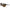 Nike Brown Injected Sunglasses Nike