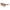Lacoste Brown Acetate Sunglasses Lacoste
