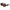 Lanvin Brown Acetate Sunglasses Lanvin