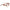 Lanvin Brown Acetate Frames Lanvin