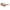 Lanvin Brown Acetate Sunglasses Lanvin