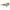 Ferragamo Brown Acetate Sunglasses Ferragamo