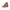 Carrera Brown Polyester Ankle Carrera
