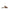 Sergio Rossi Leather Flat Sandals Sergio Rossi